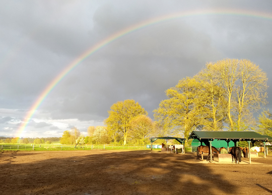 Regenbogen